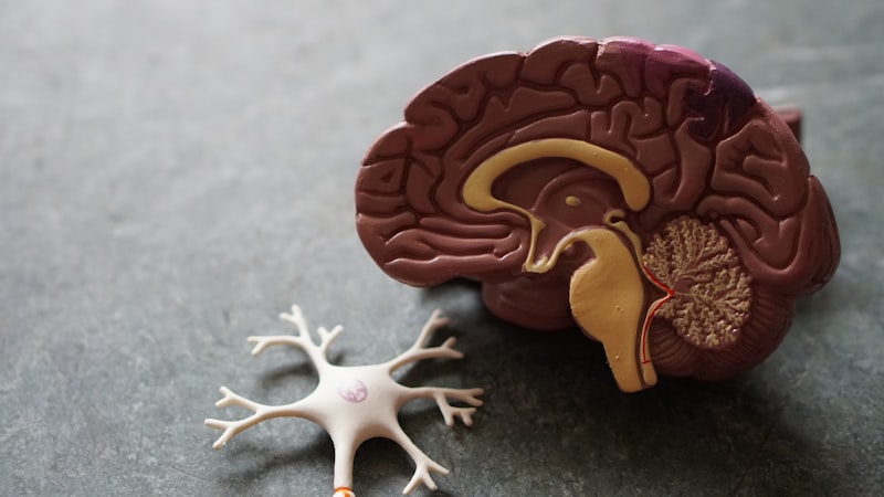 How Cellular Dysregulation Impacts Healthy Aging & Longevity Across North American Adults