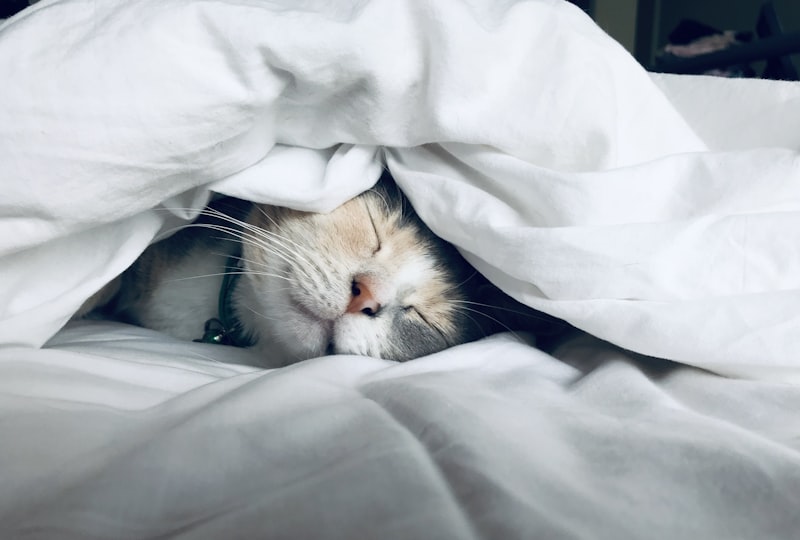 How Cellular Dysregulation Impacts Sleep and Stress Across North American Adults
